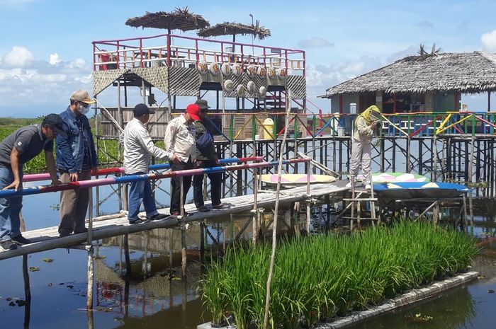 Padi Apung Solusi Jitu Pemprov Kalsel Maksimalkan Lahan Pertanian Rawa