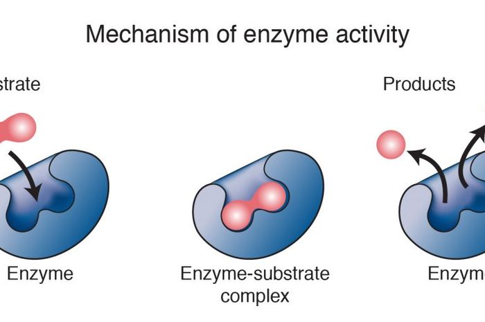 Mengenal Sifat Enzim Yang Lengkap Dengan Fungsi Dan Struktur Sonora Id