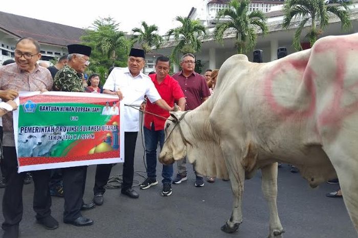 Pemprov Sulut Serahkan Sapi Kurban Ke Kabupaten Dan Kota Sonora Id