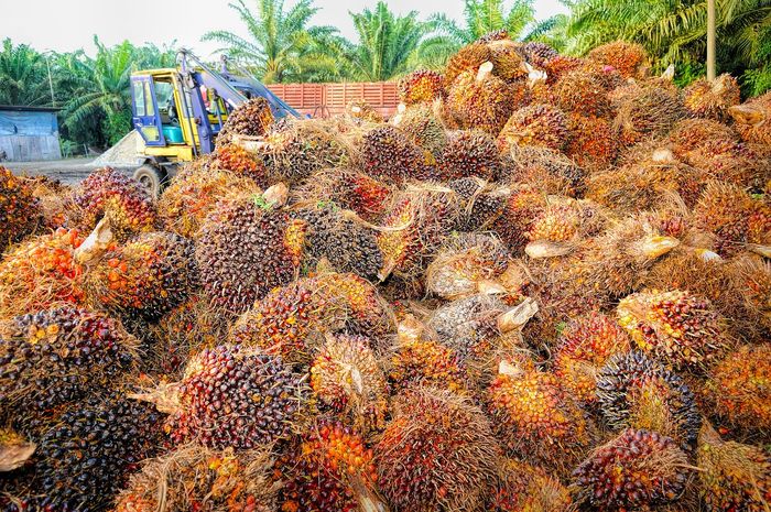 5 Negara Penghasil Sawit Terbesar Di Dunia Indonesia Nomor Satu