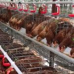 Inisiatif Peternakan Ayam Omega 3 Probiotik di Loa Duri Ilir Penguatan Ekonomi dan Ketahanan Pangan Desa