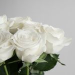Arti Mawar Putih dan Sejarahnya, Simbol dari Cinta dan Kemurnian