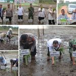 Demi Dukung Ketahanan Pangan, Pemkab Bangka Tengah Genjot Tanam Padi 40 Hektare 