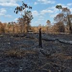 Duka Laman Satong: Kebakaran Hutan Hanguskan Puluhan Ribu Pohon Hasil Reforestasi