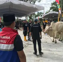 PT Pertamina EP Zona 4 Tebar 112 Sapi dan 74 Kambing Kurban untuk Masyarakat