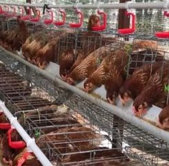 Inisiatif Peternakan Ayam Omega 3 Probiotik di Loa Duri Ilir Penguatan Ekonomi dan Ketahanan Pangan Desa