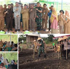 Bangka Tengah Gandeng Kementan dan BSIP Tanam Padi Gogo Demi Ketahanan Pangan