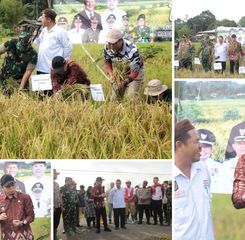 Tetap Upayakan Ketahanan Pangan, Bangka Tengah Panen Raya Padi dan Tradisi Murok Jerami