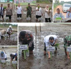 Demi Dukung Ketahanan Pangan, Pemkab Bangka Tengah Genjot Tanam Padi 40 Hektare 