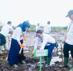 Dukung Energi Bersih, PLN UIW Babel Tanam 10.000 Bibit Pohon Kaliandra melalui Program TJSL di Belitung Timur