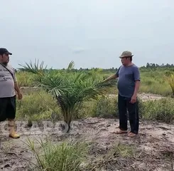 Alih Fungsi Sawah di Bangka Selatan Dosorot DPRD BAbel, Rina Tarol Desak Penegakan Hukum  