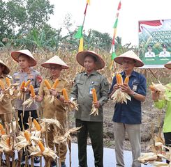 Panen Jagung, Pemerintah Kota Pontianak Perkuat Ketahanan Pangan