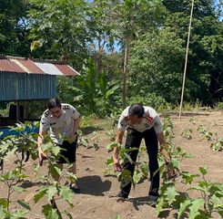 Lapas Bitung Panen Terong dan Kembangkan Peternakan Ayam, Dukung Program Ketahanan Pangan Kemenimipas