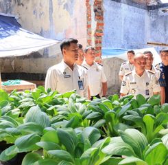 Dukung Ketahanan Pangan, Kakanwil Panen Pakcoy Hasil Budidaya Lapas Manado