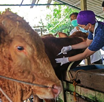 Pencegahan Wabah PMK, Pemkot Surabaya Terjunkan Dokter Hewan untuk Pemeriksaan Ternak