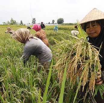 Banjir Rob dan Lahan Pertanian, Siasat Petani di Banjarmasin