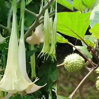 Kecubung, Narkoba Paling Berbahaya yang Buat Orang Menjadi 'Zombi'