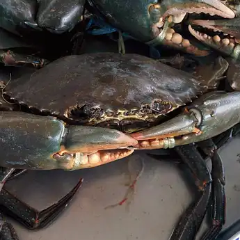 Terus Merugi, Nelayan Kepiting Kalsel Desak Aturan Soal Ukuran Dicabut