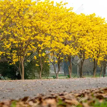 Lokasi Penggusuran Sunter Agung Akan Ditanami Tabebuya Kuning