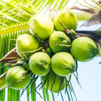 Banyak Dicari, Ternyata Ini Lho Manfaat Luar Biasa Air Kelapa Menurut Dokter