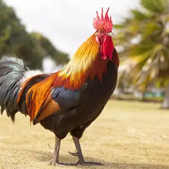 3 Contoh Teks Laporan Hasil Observasi tentang Ayam dan Strukturnya