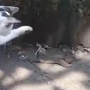 Viral Aksi 'Si Putih' Kucing Pemberani Yang Melawan Seekor Ular Kobra