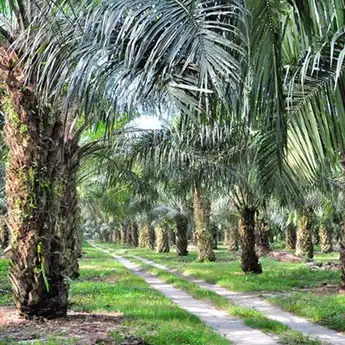 Sektor Pertanian dan Perkebunan Diyakini Bisa Bertahan pada Masa Pandemi