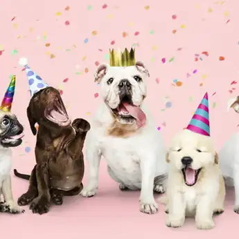Sifat dan Karakter Shio Anjing, Salah Satunya Setia dan Jujur