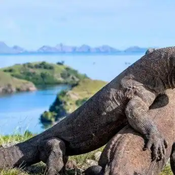 10 Hewan Langka di Indonesia yang Dilindungi Karena Terancam Punah!