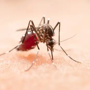 Demam Berdarah Dengue (DBD): Penyebab, Gejala, dan Cara Mencegah