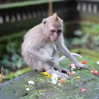 Di Tengah Covid-19, Monkey Forest Tetap Habiskan Biaya Rp.120 Juta untuk Pakan Kera 