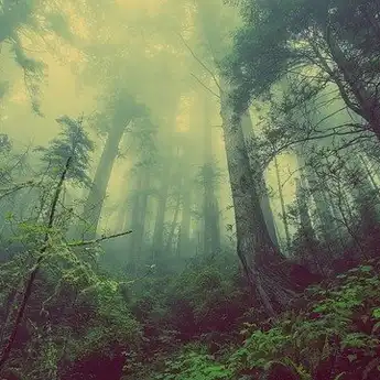 Beri Berbagai Pertanda dan Pesan, Ini 5 Arti Mimpi tentang Hutan