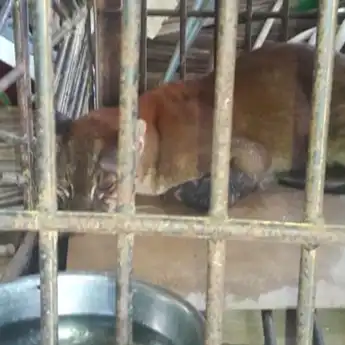 Kucing Emas yang Terjerat di Perangkap Babi Mati, Diduga Anemia dan Dehidrasi