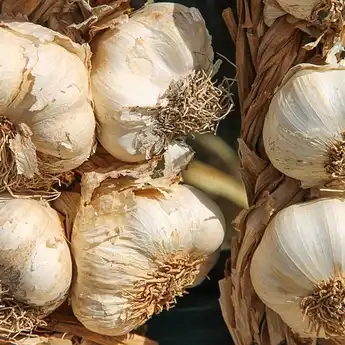 Letakkan Bawang Putih di Telinga Bisa Timbulkan Hal 'Ajaib' Ini Loh!