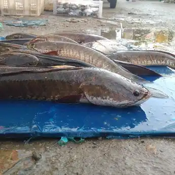 Diklaim Sembuhkan Pasien Covid-19, Ini Manfaat Ikan Gabus yang Tak Terduga!