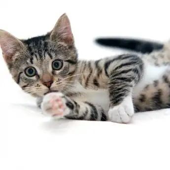 Inilah 8 Tips Aman dan Mudah Usir Kucing Liar Tanpa Menyakiti