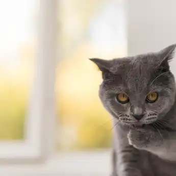 7 Arti Mimpi Tentang Kucing, Pertanda Kebaikan dan Keburukan Terjadi?