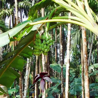 Dijual Mahal di Amerika, Batang Pisang Ternyata Berkhasiat untuk Penyakit Serius!