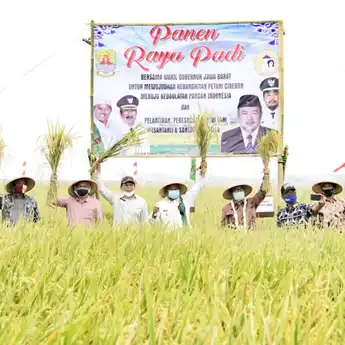 Wagub Jabar Hadiri Panen Raya Padi di Kabupaten Cirebon