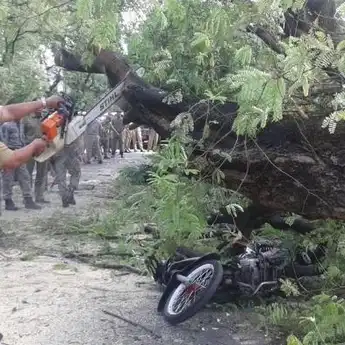Pohon Setinggi 10 Meter Tumbang di Semarang, Dua Pengendara Motor Jadi Korban