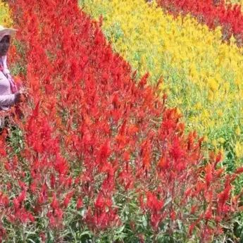 Taman Bunga Celosia Semarang, Wisata Spot Foto dan Instagramable
