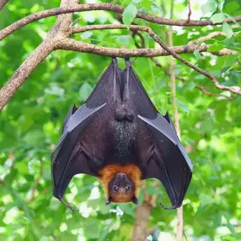 Mengenal Virus Nipah, yang Berpotensi jadi Pandemi Baru dan Mematikan