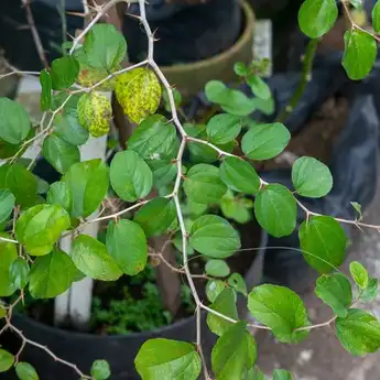 Menurut Fengshui: 4 Tanaman Ini Datangkan Hoki Sekaligus Tangkal Tolak Bala