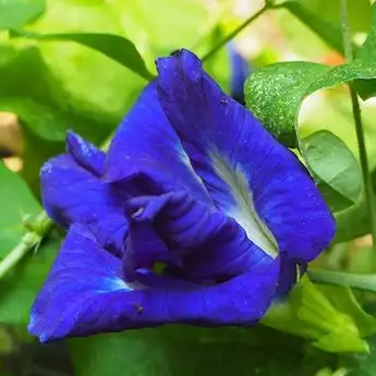 Manfaat dan Bahaya Bunga Telang Bagi Kesehatan Tubuh, Apa Saja?