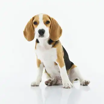 Jangan Salah Kasih Makan, Ini 6 Jenis Makanan yang Tak Boleh Diberikan pada Anjing