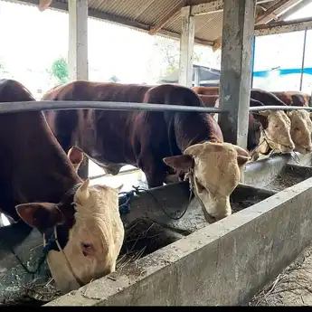 Kalau Nggak Mau Mati Muda, Golongan Darah A Tolong Jangan Kalap Makan Daging Kurban! Ini Alasannya