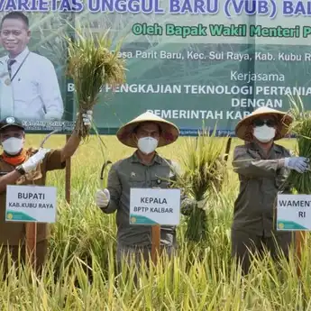 Muda Dampingi Wamentan Panen Padi Jenis Inpari 46, di Desa Parit Baru Kubu Raya