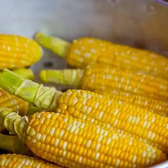 Ingat! Orang Golongan Darah O Tidak Disarankan Makan Jagung, Ini Alasan Bahayanya