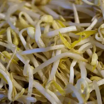 Beli Tauge Sebanyak Apapun Gak Bakal Busuk dan Layu kalau Disimpan dengan Bahan Ini, Apa itu?
