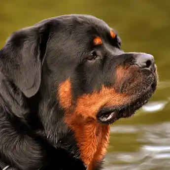 8 Arti Mimpi Digigit Anjing Berdasarkan Letaknya, di Bahu atau di Kaki?